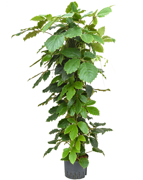 Hydroplant Tetrastigma