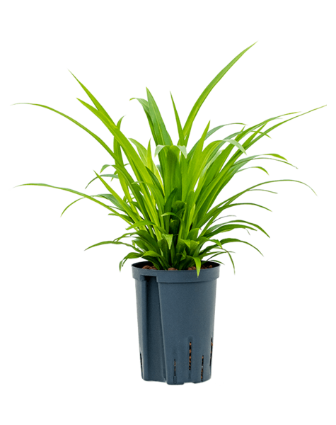 Hydroplant Chlorophytum