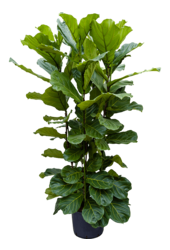 Hydroplant Ficus Lyrata