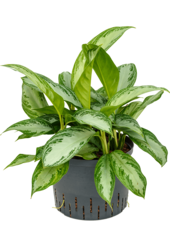 Hydroplante Aglaonema Silver Bay