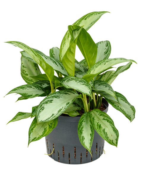 Hydroplante Aglaonema