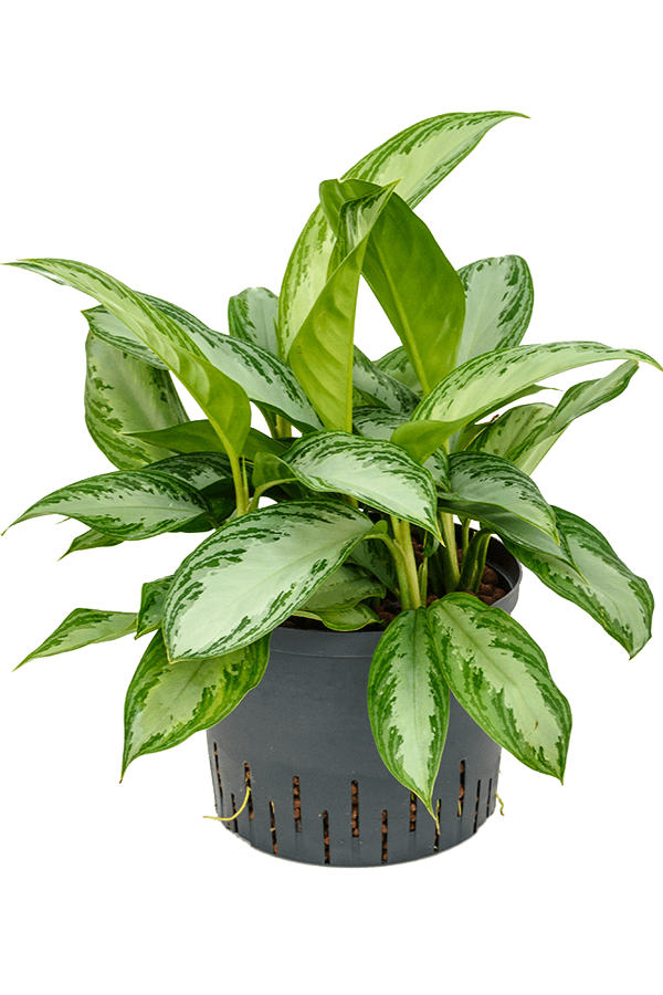 Hydroplante Aglaonema Silver Bay