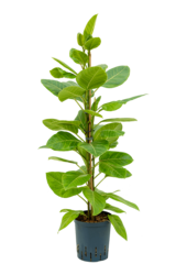 Hydroplant Ficus Altissima Yellow Gem