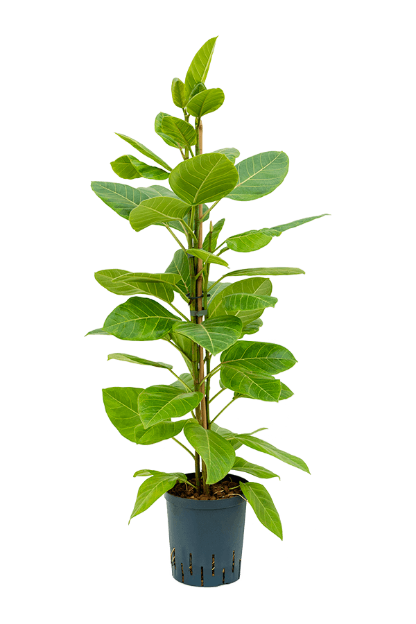 Hydroplant Ficus Altissima Yellow Gem