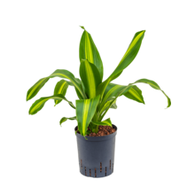 Hydroplante Dracaena