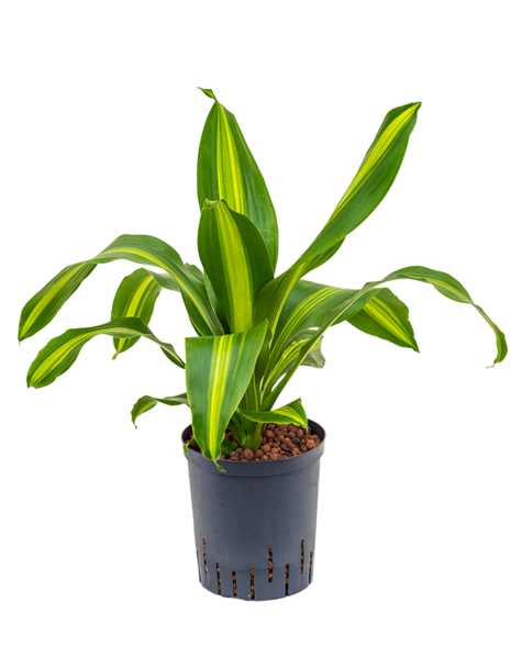 Hydroplante Dracaena