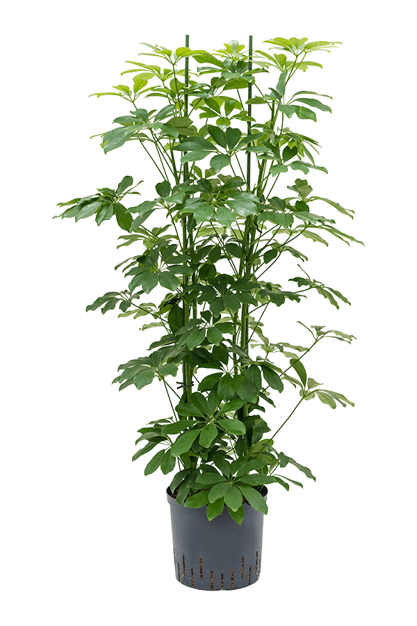 Hydroplant Schefflera Arboricola Compacta