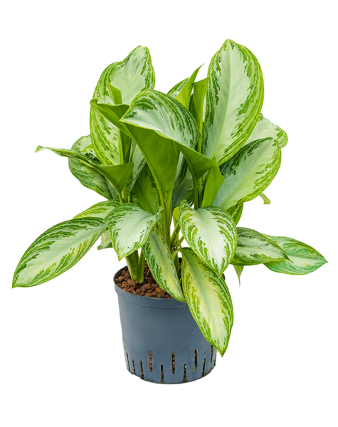 Hydroplante Aglaonema