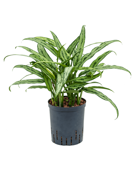 Hydroplante Aglaonema