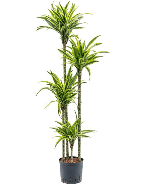 Hydroplante Dracaena