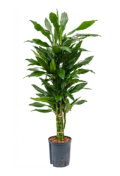 Hydroplant Dracaena Fragrans Janet Lind
