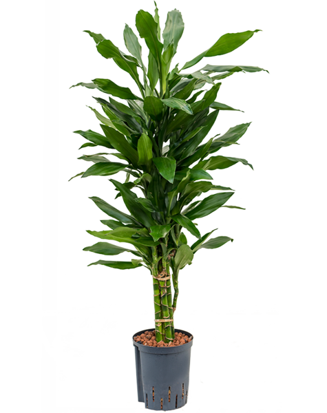 Hydroplante Dracaena
