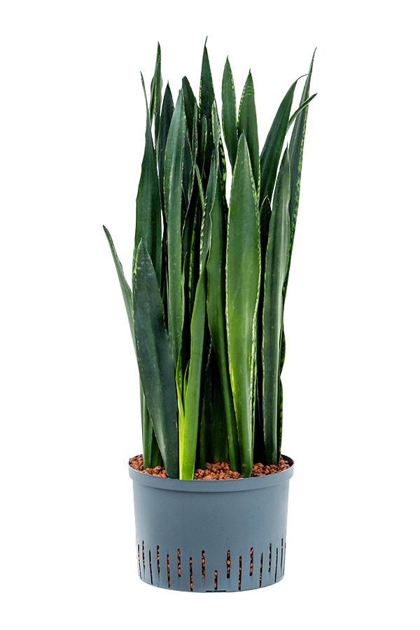 Hydroplant Sansevieria Trifasciata Black Tiger