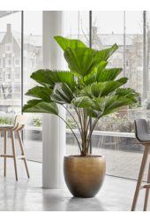 Baq Gradient Balloon Matt Honey