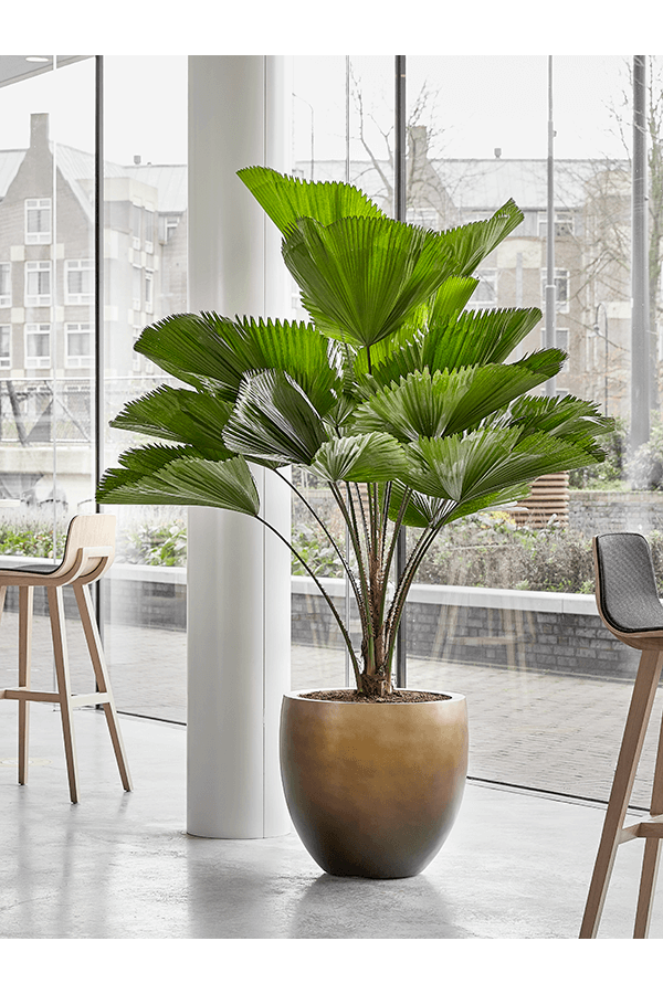 Baq Gradient Balloon Mat Miel