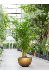 Baq Bol Feuille d'Argent Métallique miel mat