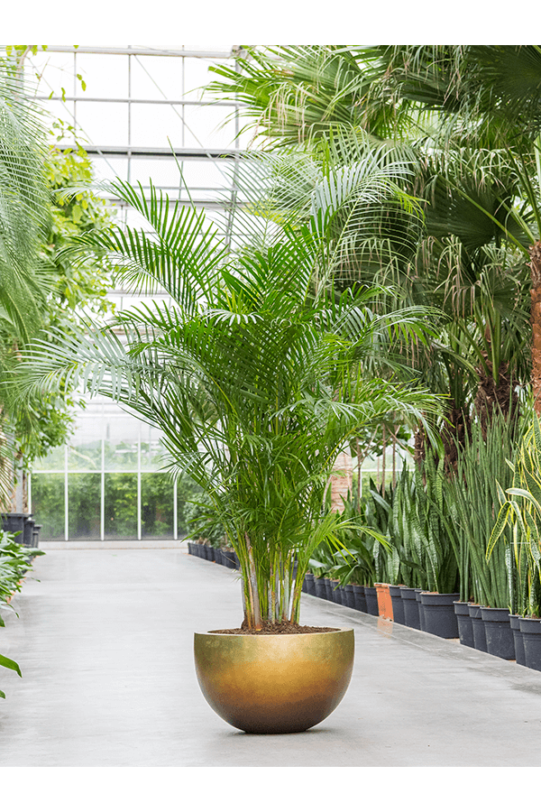 Baq Metallic Silver Leaf Bowl matt honey