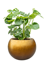 Baq Metallic Silver Leaf Globe miel mat (avec bac intérieur)