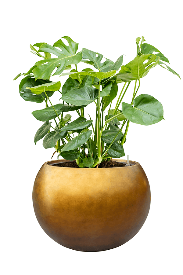 Baq Metallic Silver Leaf Globe matt honey (met inzetbak)