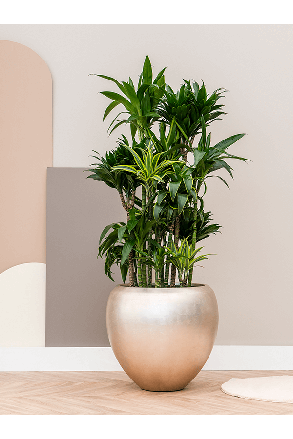 Baq Metallic Silver Leaf Couple champagne clair mat (avec bac intérieur)