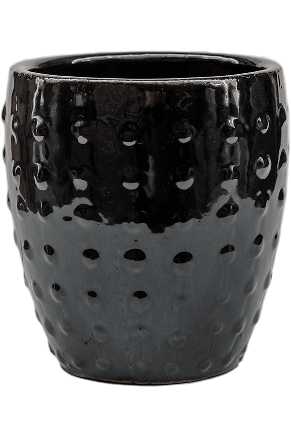 Laos Mini Emperor Black