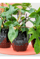 Laos Mini Emperor Black