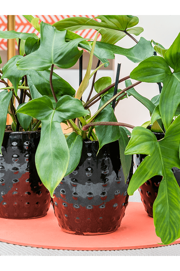 Laos Mini Emperor Black