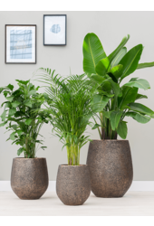 Baq Opus Hit Darcy Gold (avec bac intérieur)