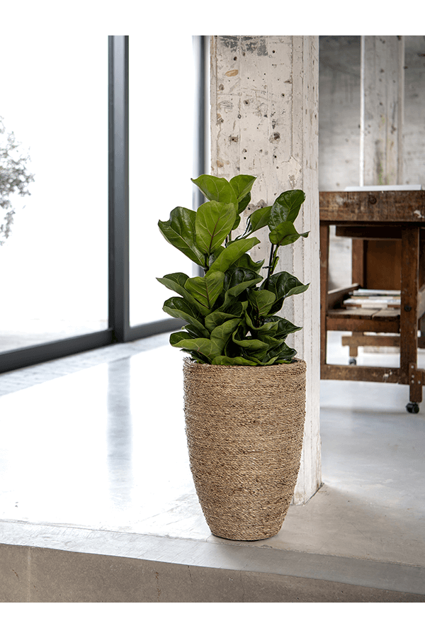 Bohémien Ben M Paille Herbe