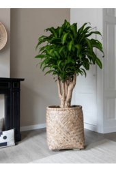 Bohemian Zayn S Bamboo