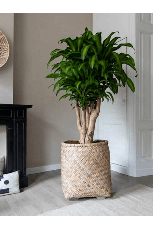 Bohemian Zayn S Bamboo