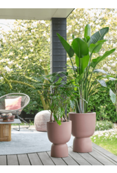 Pure® Coupe Rosy Brown