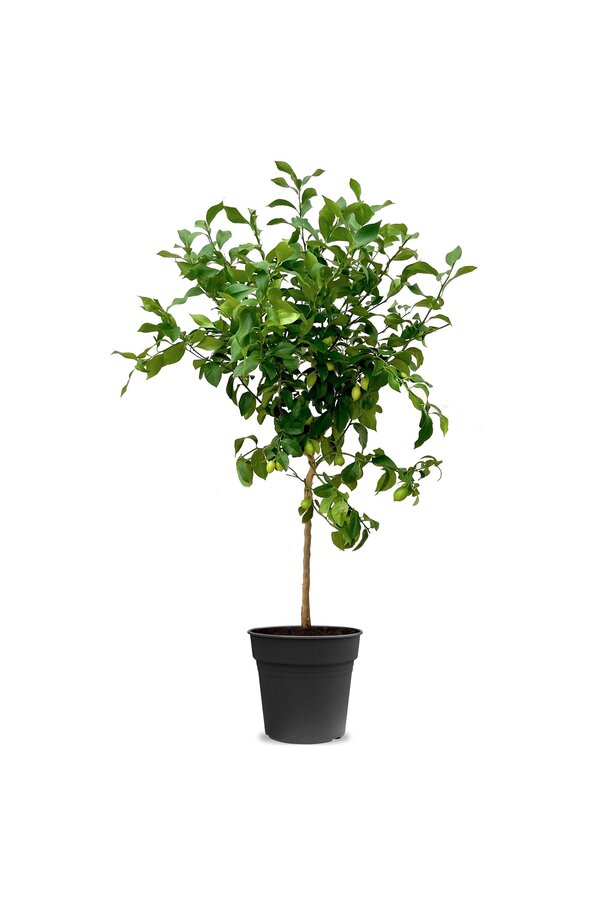Citronnier XL