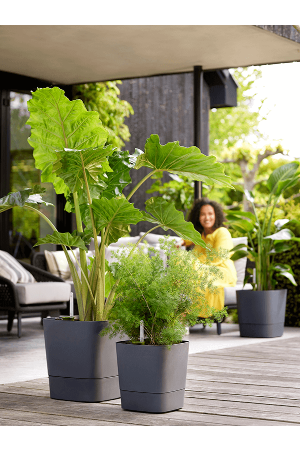 Greensense Aqua Care Carré Anthracite