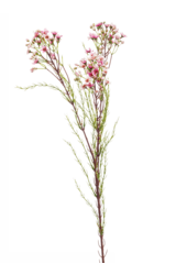 Wax Flower kunstplant
