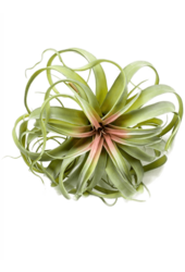 Tillandsia kunstplant