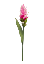 Curcuma kunstplant