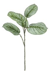 Calathea kunstplant