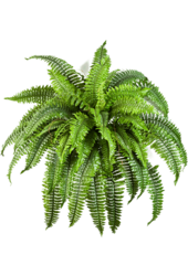Plante artificielle Fougère de Boston
