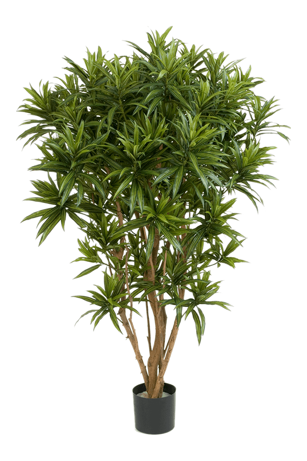 Dracaena Reflexa Jamaica kunstplant