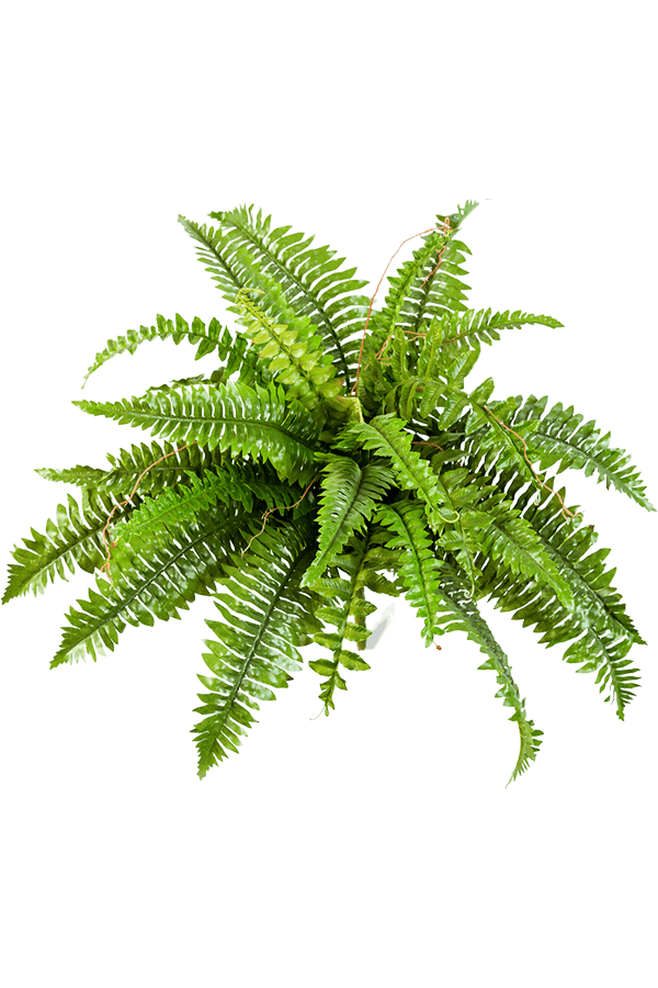 Nephrolepis Boston kunstplant