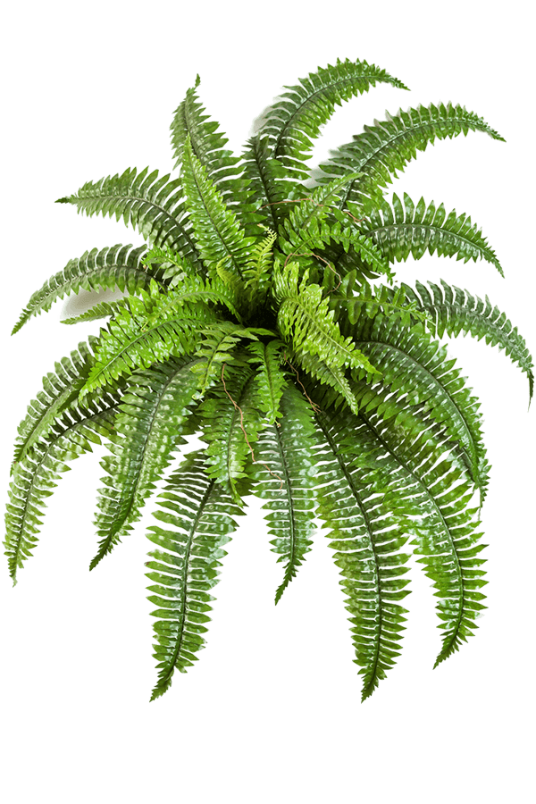 Nephrolepis Boston kunstplant