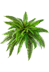 Plante artificielle Fern Boston