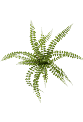 Fern Pellaea kunstplant