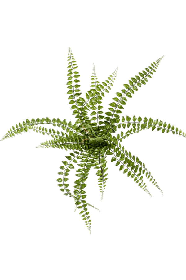 Fern Pellaea kunstplant