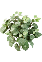Fittonia kunstplant