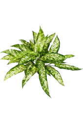 Aglaonema kunstplant