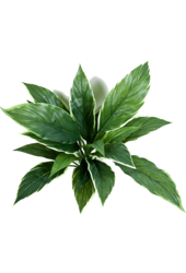 Cordyline artificielle