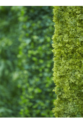 Plante artificielle Iceland Moss