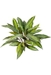 Plante artificielle Dracaena